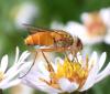 Leskia aurea